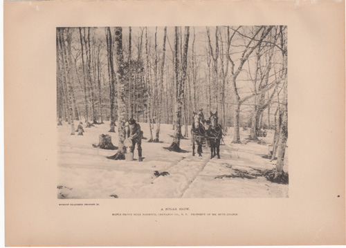 A Sugar Snow. Maple Grove near Norwich, Chenango Co., N.Y. Property of Mr. Seth Chapin.